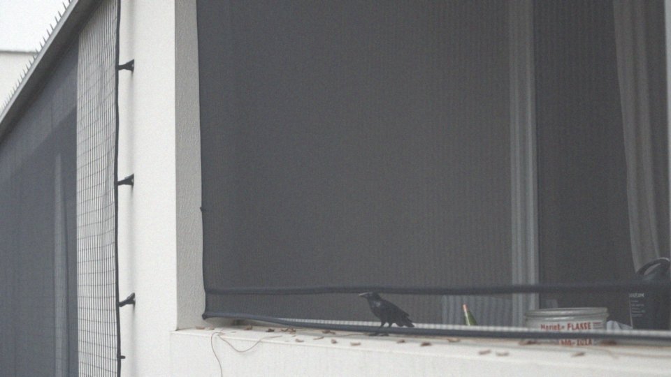 Jak zabezpieczyć balkon przed zagnieżdżeniem gołębi?