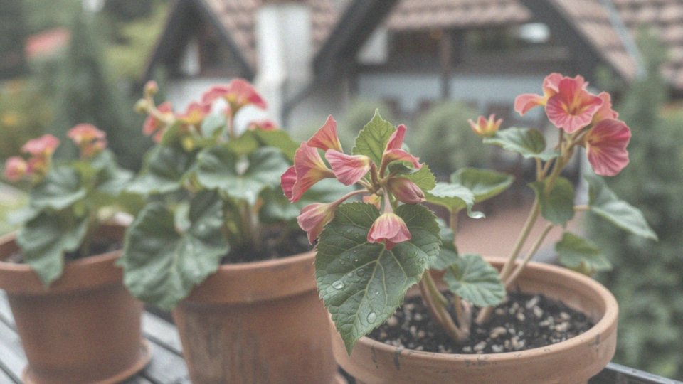 W jaki sposób nadmiar wilgoci wpływa na pelargonie?